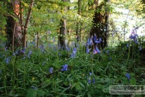 Bluebells in Mill Copse 2013