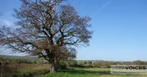 Thorley from above